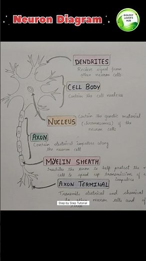 how to draw nerve cell / Neuron Diagram easily step by step tutorial #nervecell #diagram #viralvideo
