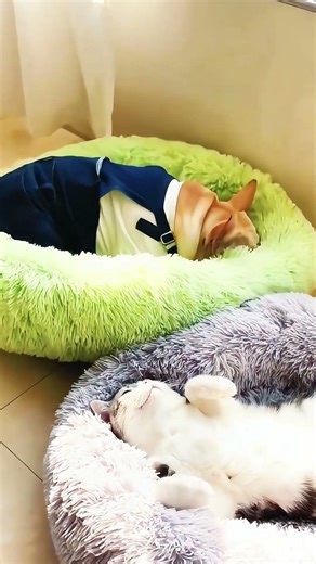 So tired they just power down instantly #drone #funny #dentalprosthesis #petdental #instasmile