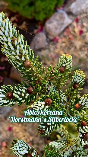 Abies koreana ‘Horstmann’s Silberlocke’ #abies #koreanfir #conifer #evergreen #abieskoreana #tree