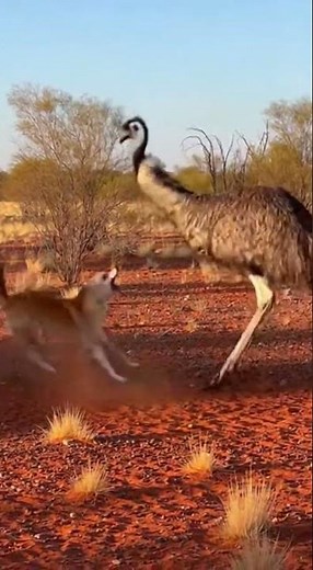 Emu vs Dingo: The Ultimate Outback Battle! 🦘🐕 #WildlifeShorts