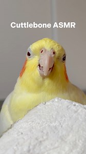 ASMR #cockatiel #birds #parrotsofinstagram #pet #parrot #parrots #cuttlebone #fbreelsvideo #reelsfacebook #reel #birb #asmr | SweetLemon Tv