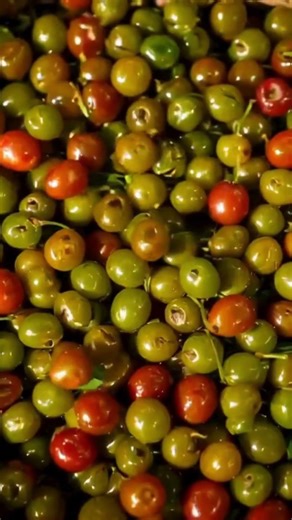 Chinese Little Cherry ,/ A Seasonal Wild Mountain Delicacy in Summer Natural Harvest & #famous\\\\,..