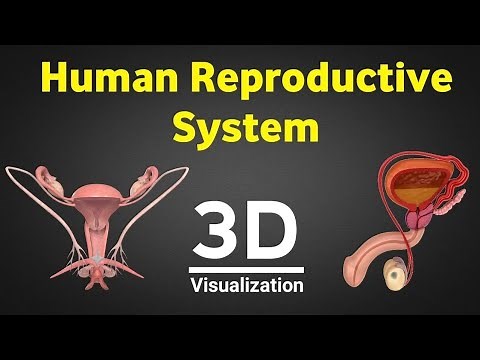 Human reproduction 3d human reproductive system 3d male & female reproductive system NEET 2027