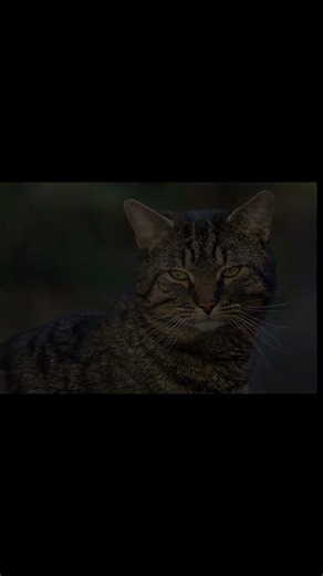 Unlocking the Mystery of Cat Chirps: What They Really Mean!