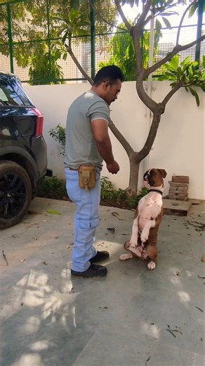 boxer puppy Training #session #1679 #boxer #boxerdog #shorts #dog #dogtraining