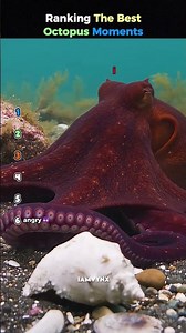 Ranking The best Octopus Moments