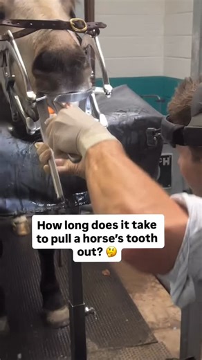 Dentistrysociety on Instagram: "Repost from @bescoby_equine_vets 👏 • It can take a couple of hours from beginning to end to extract a horse’s cheek tooth. A lot of this time is in the pre-extraction investigations, discussion with the owner & prep for the surgery. After the tooth has been removed, there’s another 1-2 hours of work to do including post-extraction X-rays & an oral scope, packing the socket, removing the catheter & drip, sometimes administering fluids, monitoring the horse as they