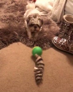 22K views · 1.4K reactions | Shih Tzu Weazel ball <3 Buy Here: https://www.shihtzushop.com/products/shih-tzu-auto-rolling-weasel-ball | Life with Shih Tzus | Facebook