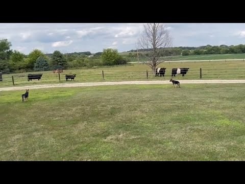 Review and installation of the Extreme Dog Fence inground dog fence | Belted Galloway Homestead