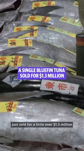 646K views · 5.3K reactions | A single bluefin tuna just sold at auction for $1.3 million and — excuse me, what?? Yahoo News breaks down the numbers to see how the investment can turn a profit (spoiler alert: It probably can't and that's OK). | Yahoo News | Facebook