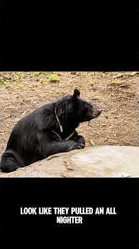 Spectacled Bear: The Rare Bear With Glasses 😱 | South America’s Only Bear