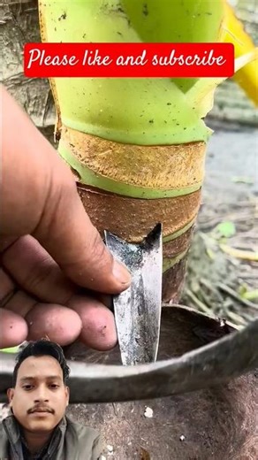 छोटा खजूर के पेड़ से रस कैसे निकाले || How to extract sap from small tree?#food #shorts #nature