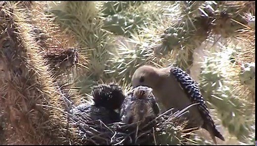 So, Apparently Some Woodpeckers Like to Eat the Brains of Baby Birds