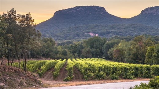 Top wine books for Christmas gifts & 3 bottles to try including Dunnes deals