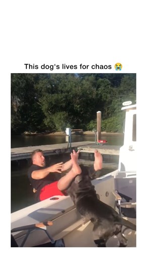 Fun Reels Hub™ on Instagram: "This post shows a dog who wakes up every day choosing absolute chaos—knocking things over on purpose, sprinting through the house like a tiny tornado, ignoring every command with proud confidence, and causing trouble with the kind of joyful energy only a professional menace can pull off. It taps into the viral trend of “agent of chaos” dog reels, where pets aren’t misbehaving—they’re executing missions, testing gravity, and leaving owners questioning every life deci