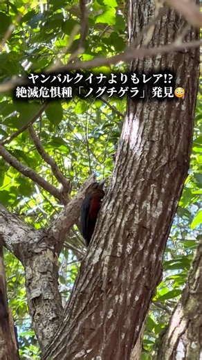 【レア映像】絶滅危惧種ヤンバルクイナよりも希少な「ノグチゲラ」発見!! #絶滅危惧種 #ヤンバルクイナ #やんばる #東村 #沖縄北部