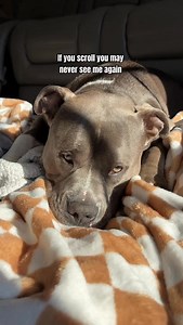 5.6K reactions · 82 shares | Do you want to be friends with Hippo? Share your dog’s pictures in the comments and let’s be friends ❤️❤️ #americanbully #bullybreeds #doglove #funnydog #dogparents #dogcontent #doglovers #bullybreed #dogowner #dogs #pitbulls Dog life, dog humor, dogs, funny dogs, cute dogs | Hippo American bully | Facebook