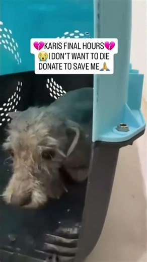 🚨💔 KARIS IS A NEW ARRIVAL AT OUR SHELTER — AND HE NEEDS URGENT HELP 💔