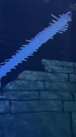 🪚 Meet the sawfish: ancient, awe-inspiring, and critically endangered. These ocean giants are slicing toward extinction, but together, we can turn the tide. 🌊 This #InternationalSawfishDay, SEA LIFE brings their stories to life, inspiring everyone to protect these rare survivors and keep sawfish roaming the seas for generations to come. #sawfish #oceanheroes #marineconservation | SEA LIFE Hunstanton