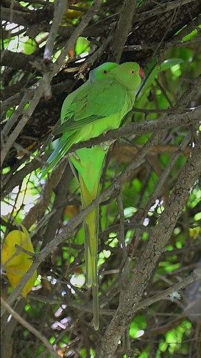 Stunning Rose-ringed Parakeet in Action | Vibrant Nature Moments