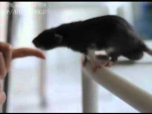 Rat Tricks! :)
