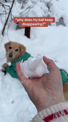 “how does my ball keep disappearing” —Oatmeal, probably #SnowDog