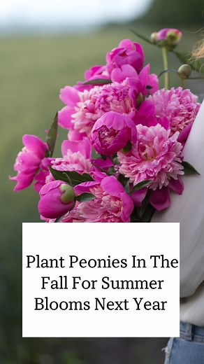 Blueacre Garden on Instagram: "Fall is the best time to plant peony plants! Bare roots or transplanted peony plants both are happiest when transplanted during the fall. Here are my top tips for planting peony plants to ensure you have gorgeous flowers to enjoy next year. Do you grow peonies? What are your favorite varieties? #gardening #fallgardening #peonyplant #peonyflower #fallplanting"