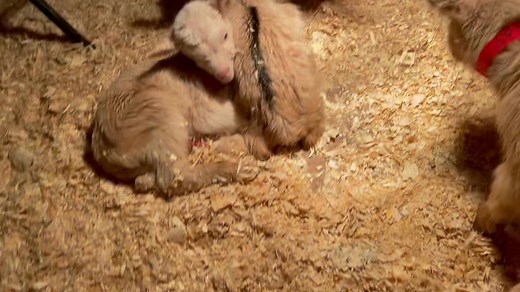 We are gettting the live goat cam set up for the season, but until it is ready, here's what is happening on the farm right now if you happen to be awake | Beekman 1802 Boys