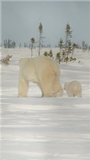 Wait for the cuddle at the end! ❤️ #shorts