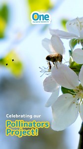 Buzzing for a cause! 🐝💚 Our Pollinators Project is creating safe havens for bees, boosting biodiversity, and ensuring a thriving ecosystem. Together, we’re keeping nature in balance, one buzz at a time! #PollinatorsProject | ONE Banana