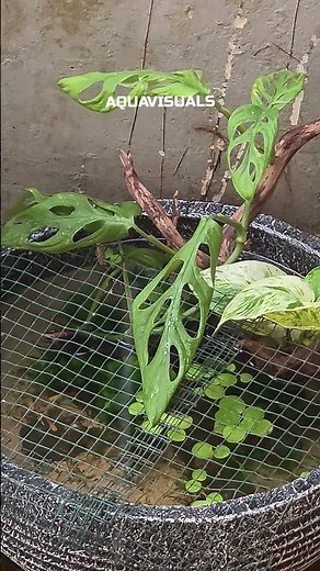 Simple patio pond setup for my jumpy fish 🌊 #outdoorpond
