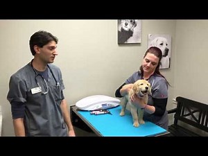 Puppy’s First Vet Visit