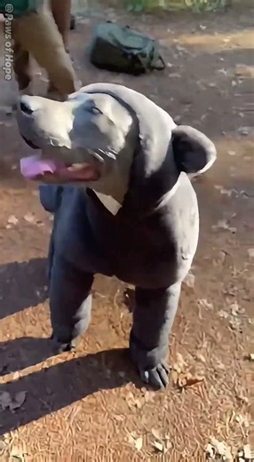 Bear” in the Forest Just a Dog!😂🐶 #dogs #dog #funny