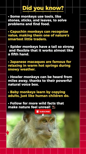 Monkey Facts That Sound Made Up! 🐒