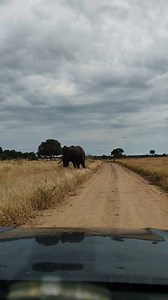 377K views · 7.9K reactions | It first seemed like a casual walk from the big elephant bull, but what happened next truly amazed us. Watch for yourself #reels #life #viral #trend #video #wild #lions #reelsfb #travel #nature #africa #amazing | African Bush Kingdom | Facebook