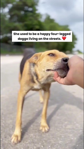 Teh Ping: The Resilient Three-Legged Doggo's Journey