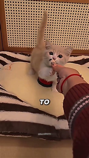 This is HOW you Teach your Kitten! #shorts