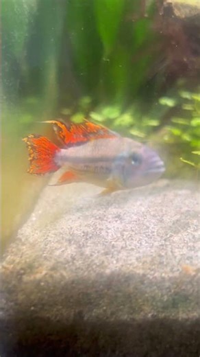 Beautiful Apistogramma #fish #fishtank #pets #animals #wildlife #aquarium #aquascape #fyp