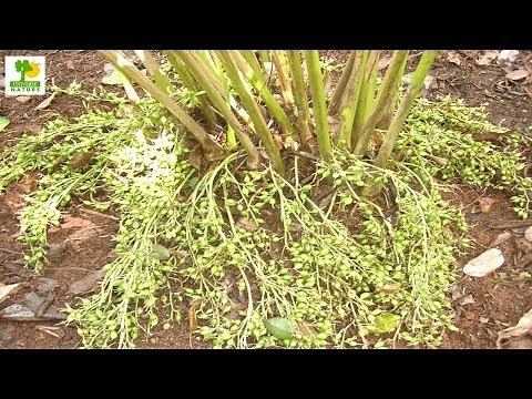How to Make Money - Cardamom Farming with Low Investment and High Profit in Shade Abandoned Places