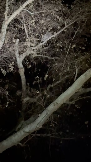 No raccoons was harmed in THIS video 😭😭 #coonhunting #walkerdog #hunting