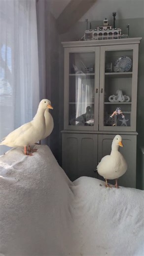 Huey, Dewey, and Louie on Instagram: "Just the Quack Pack doing Quack Pack things #callducksofinstagram #ducksofinstagram #callduck #duck #quack"