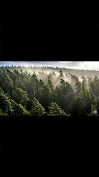 White Noise | Wind Blowing Through Pine Trees for Deep Sleep, Focus & Relaxation