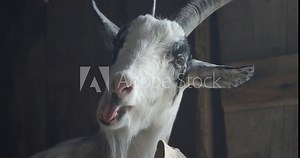 Goat eating in barn - turns away from camera