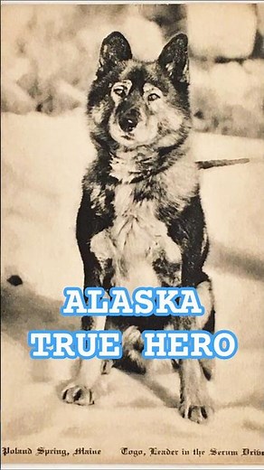 Togo: The Forgotten Hero of the 1925 Serum Run 🐕❄️ | True Dog Story