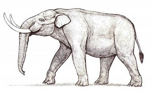 Stegomastodon - Alchetron, The Free Social Encyclopedia