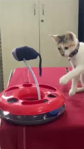 Mouse spring toys for cat. #shorts #bluecoatvet