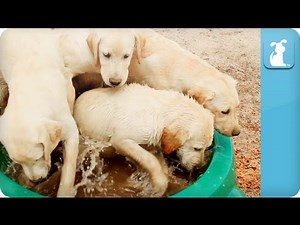 Puppy Love - Labrador Retrievers