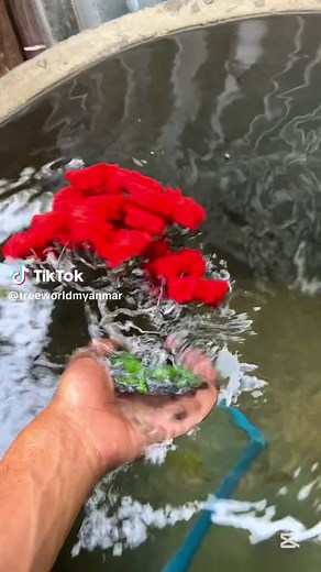 Tree World Myanmar သည် TikTok ပေါ်တွင် ရှိသည်