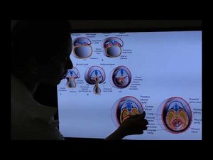 Embryology of Respiratory System -Part II by Dr Vijaya