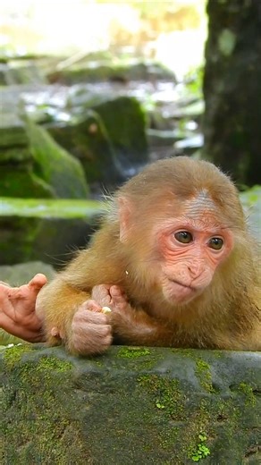 6.7K views · 97 reactions | Orphaned and Afraid, This Baby Monkey Longs for the Love He Never Knew | Monkey history 2024 | Facebook